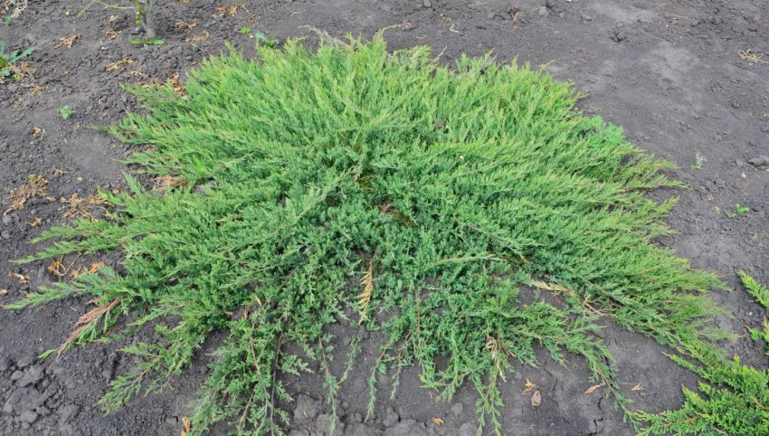 Можжевельник Принц Уэльский Можжевельник Принц Уэльский