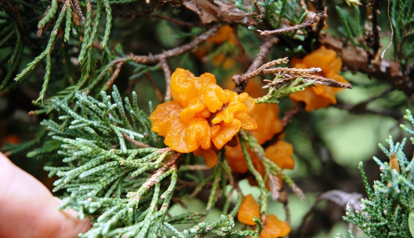 Ржавчина можжевельника Ржавчина можжевельника