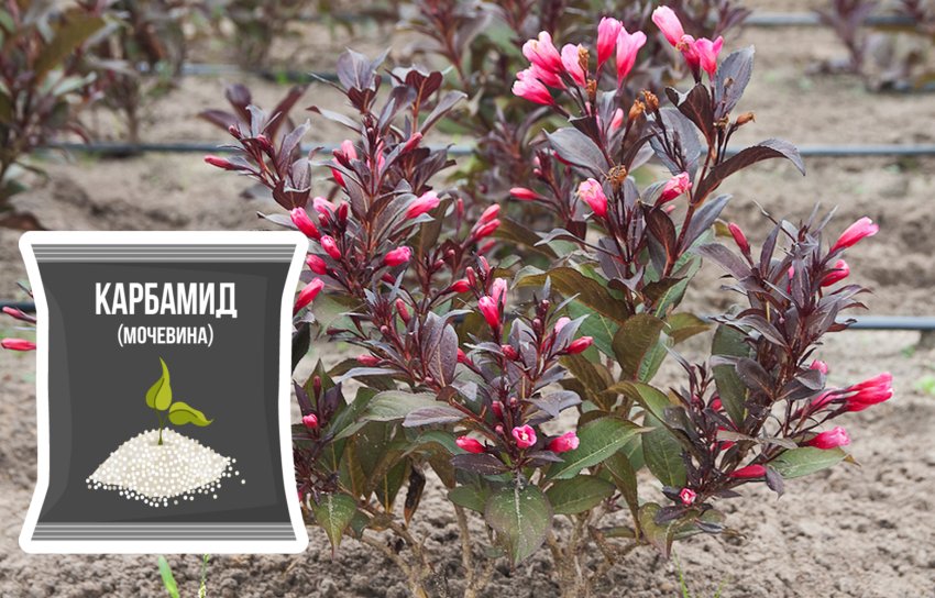 Підживлення вейгели Підживлення вейгели