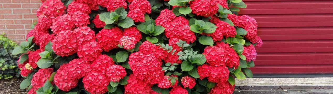 Гортензія Red Baron