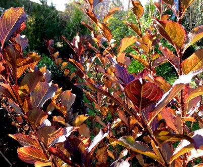 Осіння підготовка до зими вейгелів