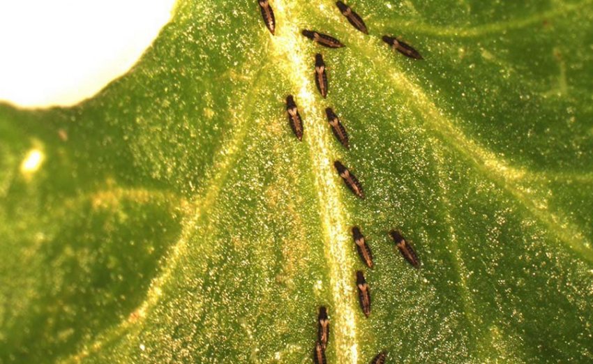 Трипси Трипси