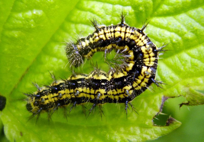 Гусениця Гусениця