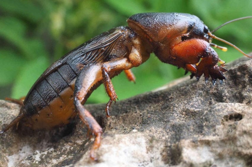 Медведка Медведка