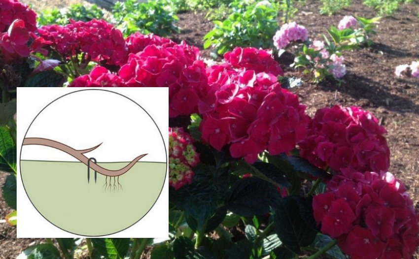 Розмноження відводками Розмноження відводками