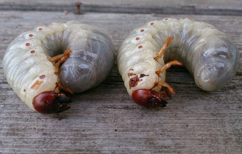 Личинки травневого жука Личинки травневого жука