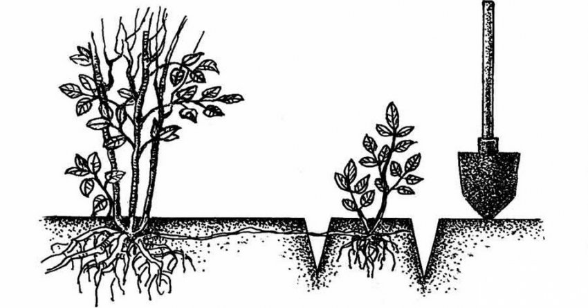 Розмноження кореневими відбійками Розмноження кореневими відбійками