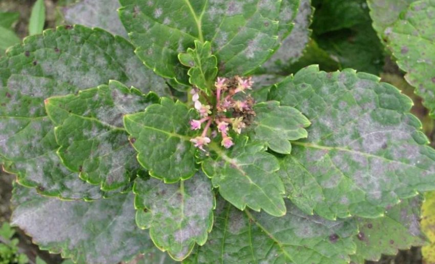 Мучниста роса гортензії Мучниста роса гортензії