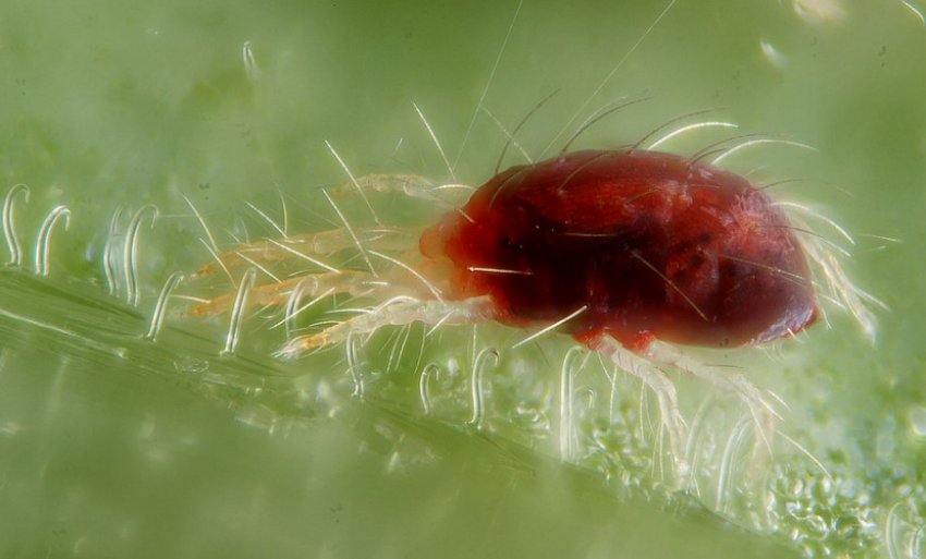 Павутинний кліщ Павутинний кліщ