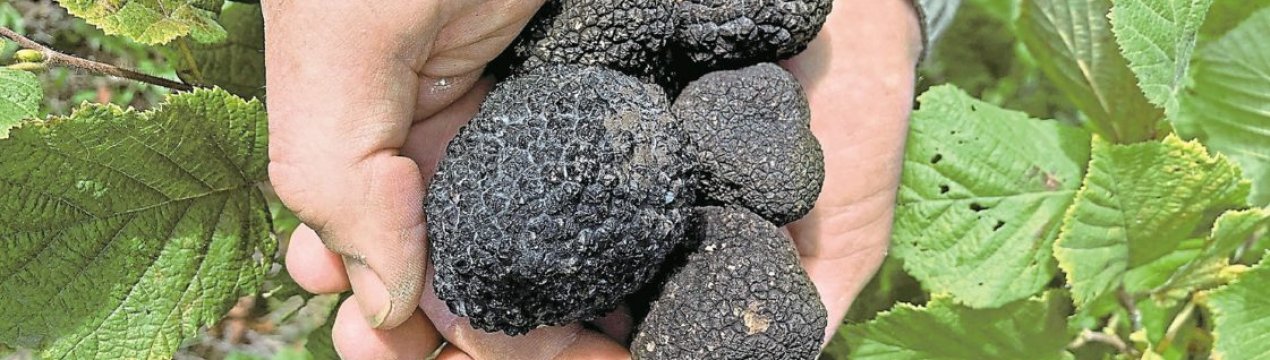 Німецький фермер організував вирощування трюфелів