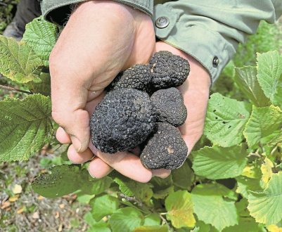 Німецький фермер організував вирощування трюфелів