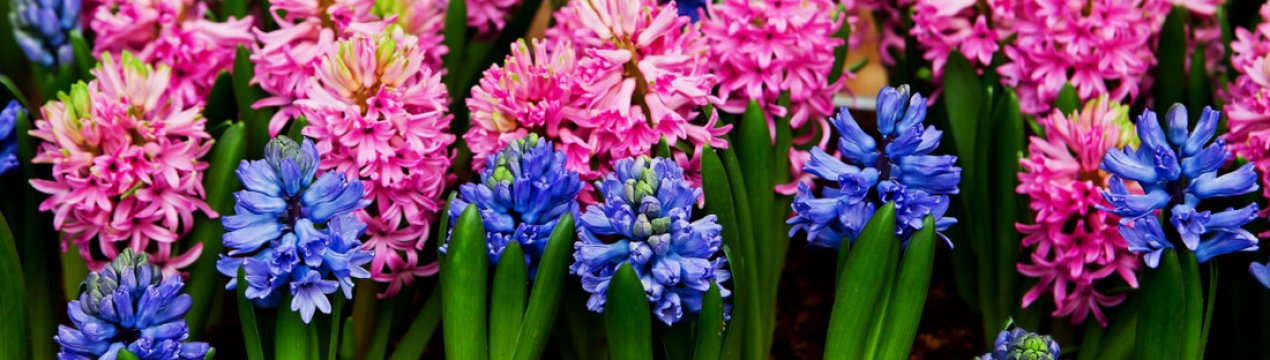 Вирощування гіацинтів восени в відкритому грунті