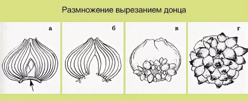 Розмноження вирізанням донця Розмноження вирізанням донця