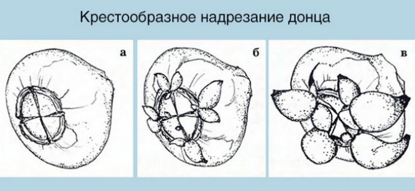Розмноження надрізанням донця Розмноження надрізанням донця