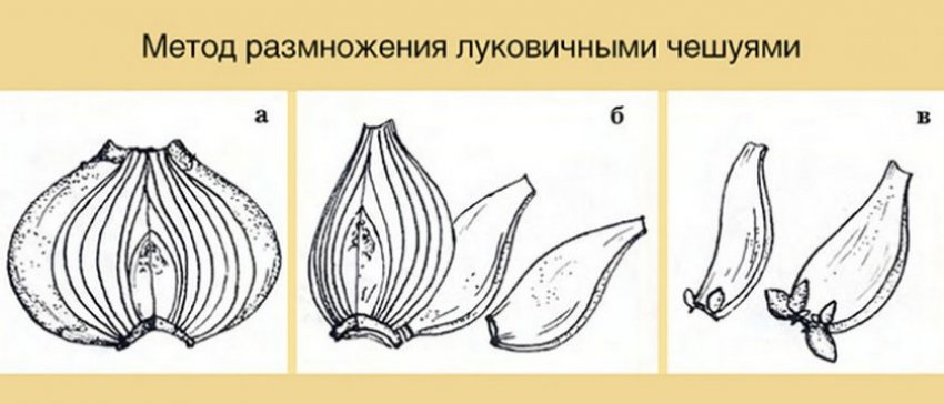 Розмноження чешуєчками Розмноження чешуєчками