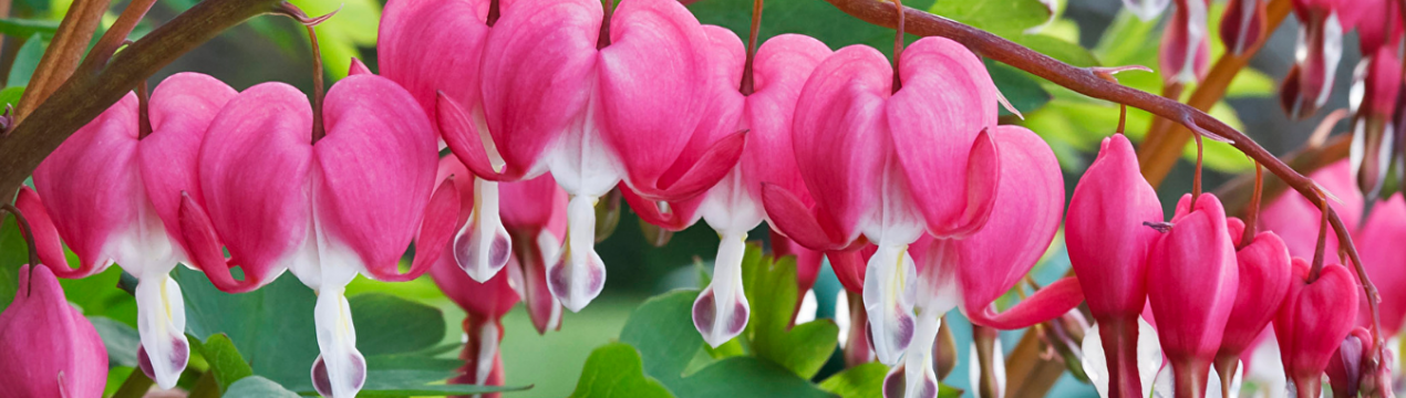 Дицентра - види та сорти