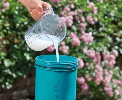 Особливості підживлення гортензії кефіром