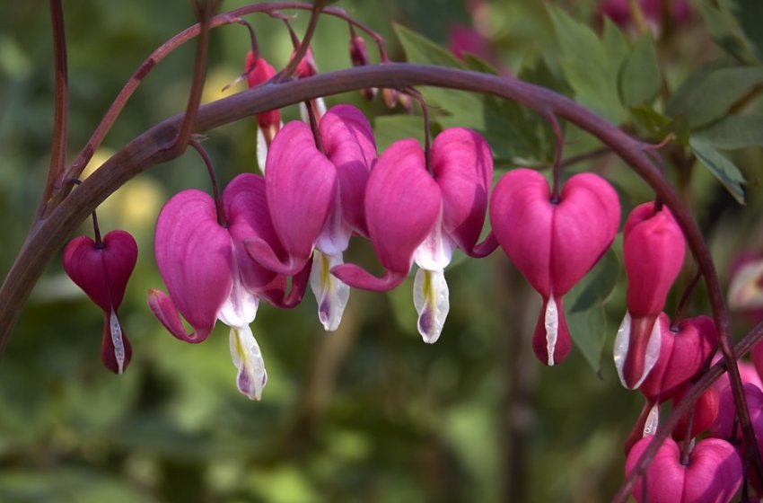 Діцентра чудова Діцентра чудова