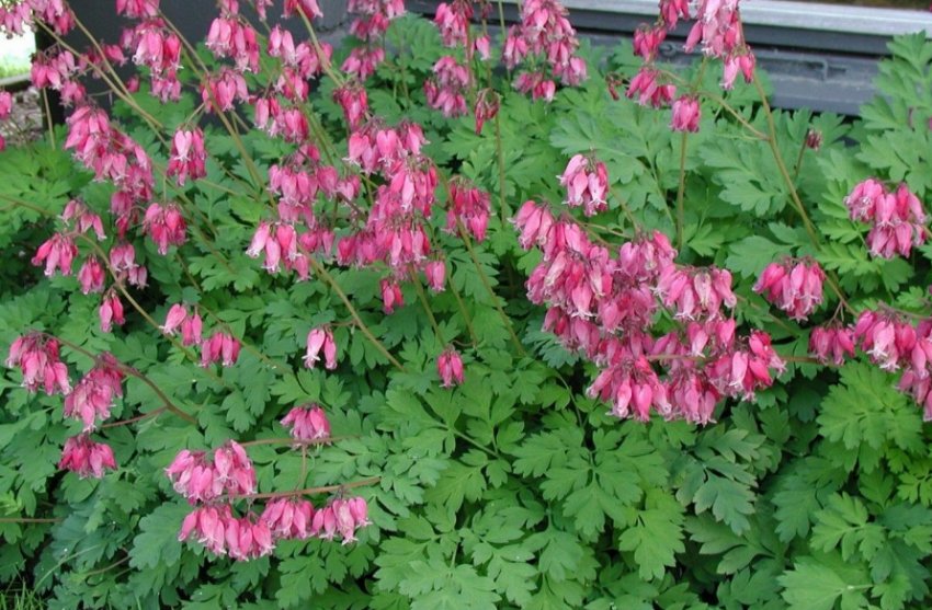 Діцентра Красива Діцентра Красива