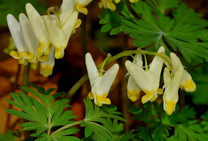 Діцентра клобучкова Діцентра клобучкова
