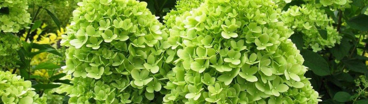 Гортензия Лаймлайт (Limelight): описание, посадка и уход