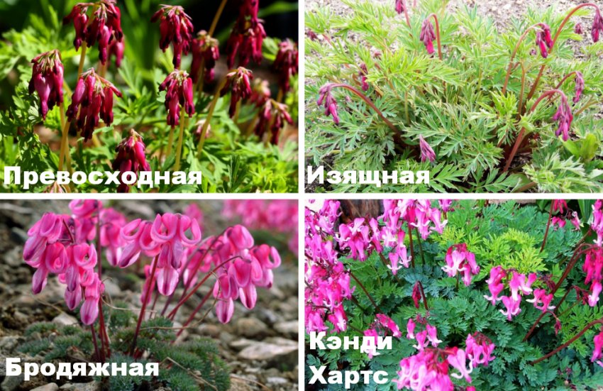 Сорти діцентри Сорти діцентри