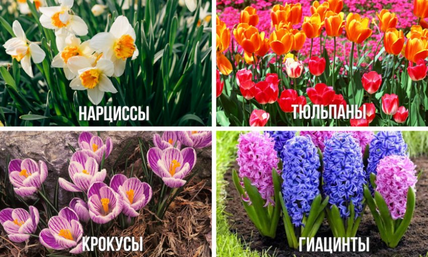 Цветы, высаживаемые вместе с гортензией Цветы, высаживаемые вместе с гортензией