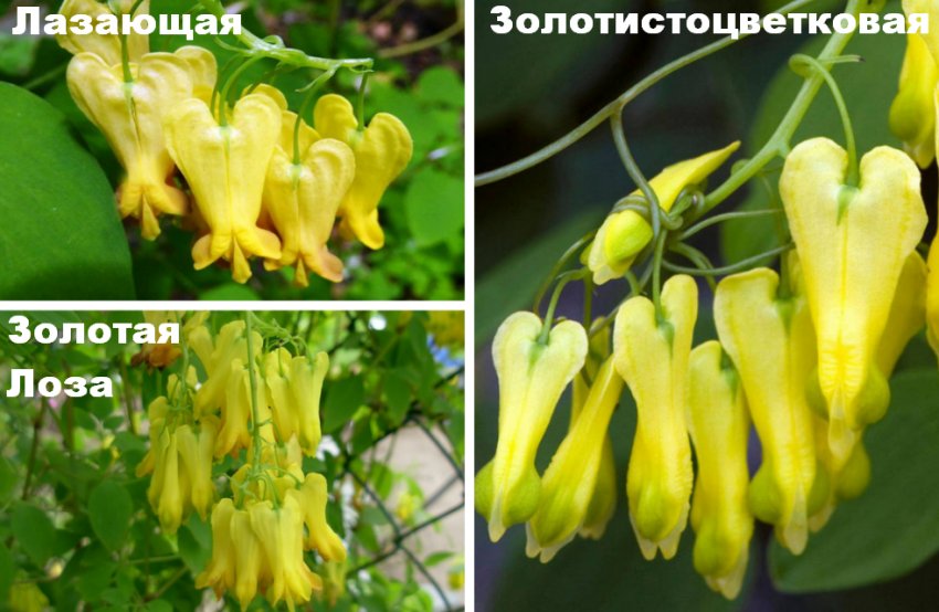 Сорти діцентри Сорти діцентри