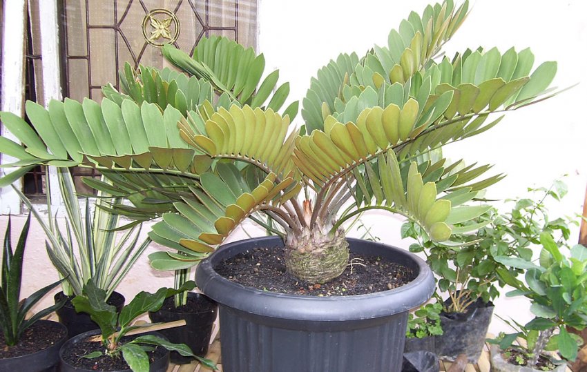 Полив заміі Полив заміі