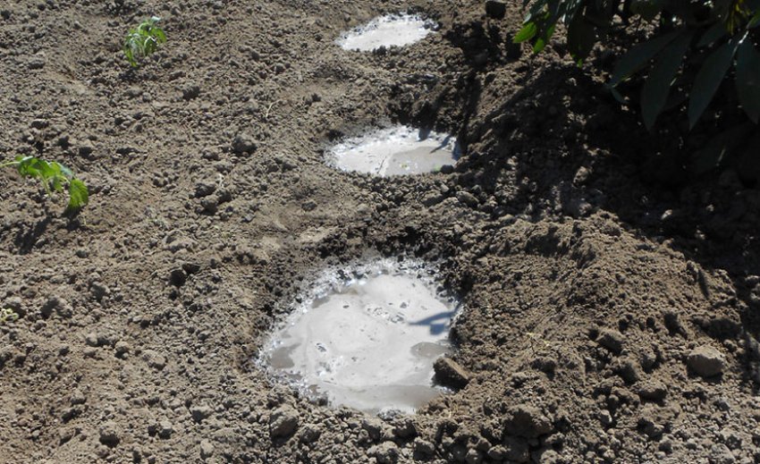 Подготовка лунок к посадке Подготовка лунок к посадке