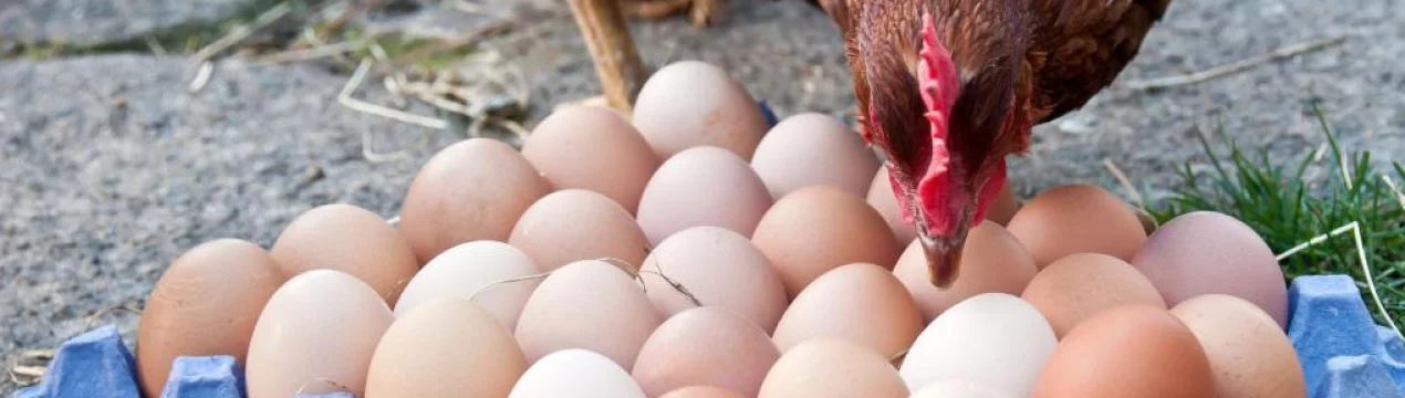 Почему бывает кровь в курином яйце и что при этом делать