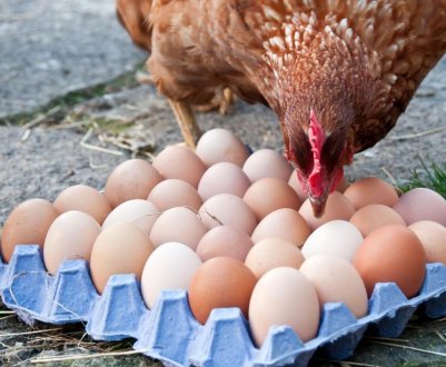 Чому буває кров у курячому яйці і що при цьому робити