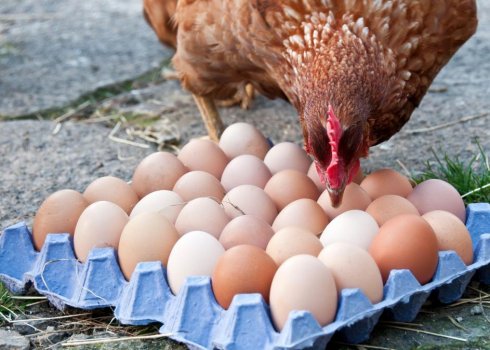 Чому буває кров у курячому яйці і що при цьому робити