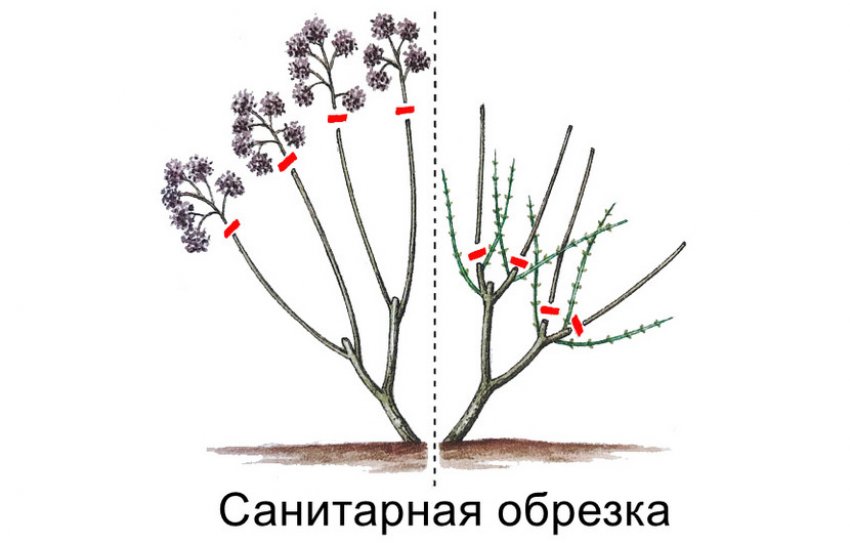 чем простимулировать цветение гортензии. Смотреть фото чем простимулировать цветение гортензии. Смотреть картинку чем простимулировать цветение гортензии. Картинка про чем простимулировать цветение гортензии. Фото чем простимулировать цветение гортензии
