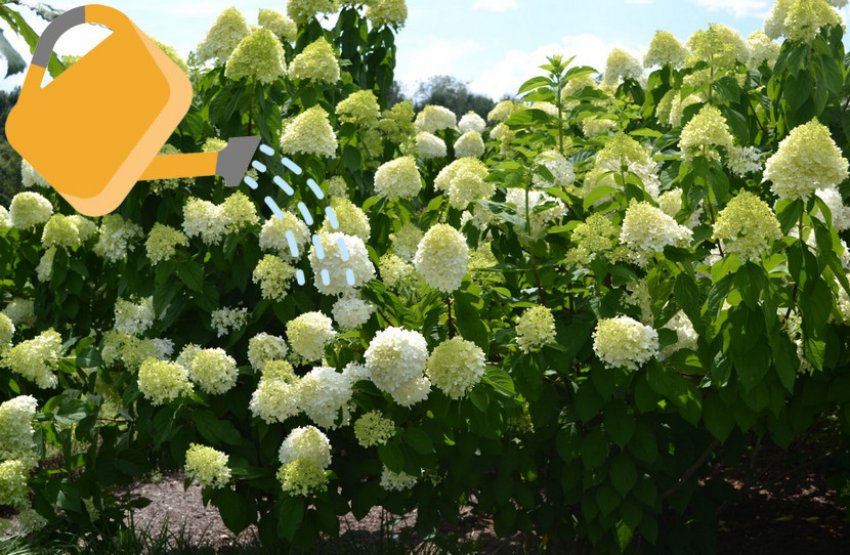 Полив гортензии Лаймлайт Полив гортензии Лаймлайт