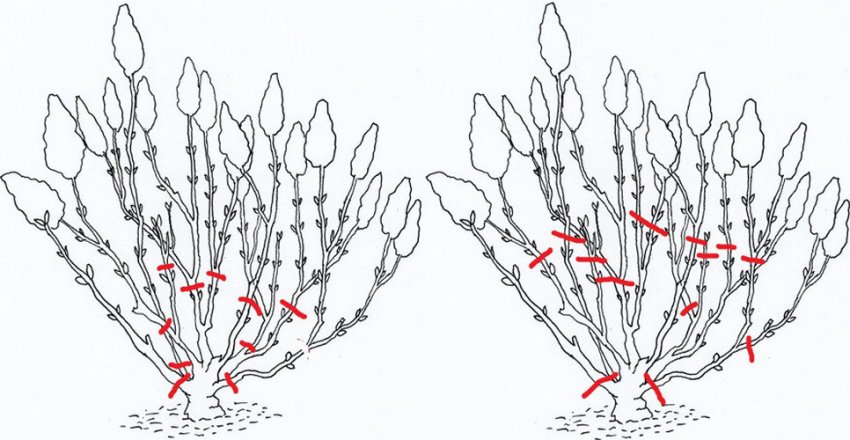 Обрезка гортензии Обрезка гортензии