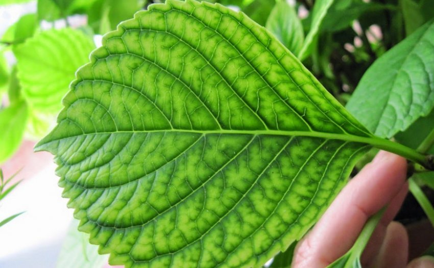 Хлороз листьев гортензии Хлороз листьев гортензии