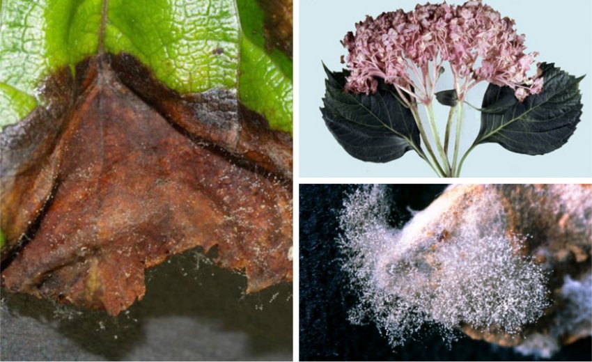 Серая гниль гортензии Серая гниль гортензии