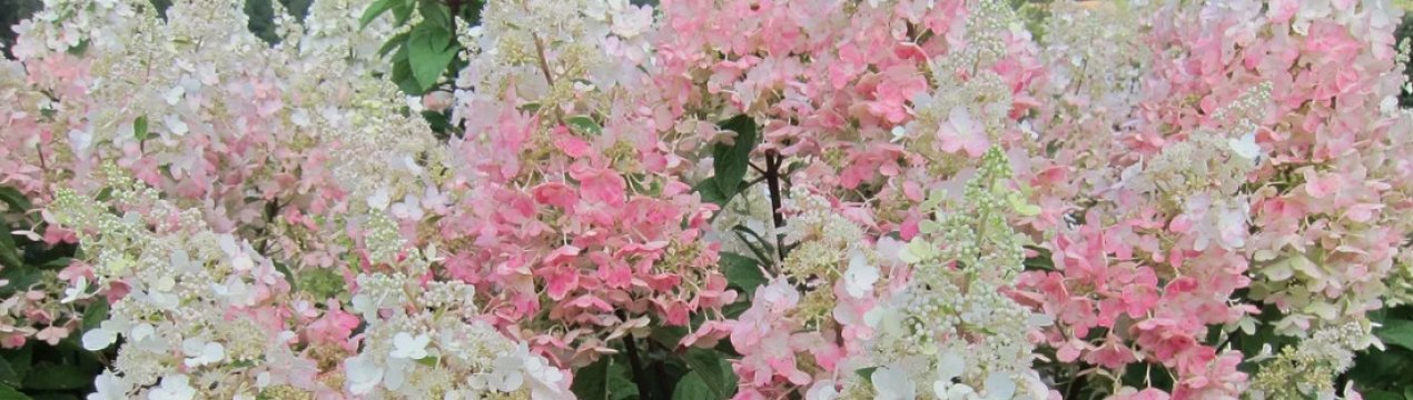 Опис білої гортензії сорту Канделайт