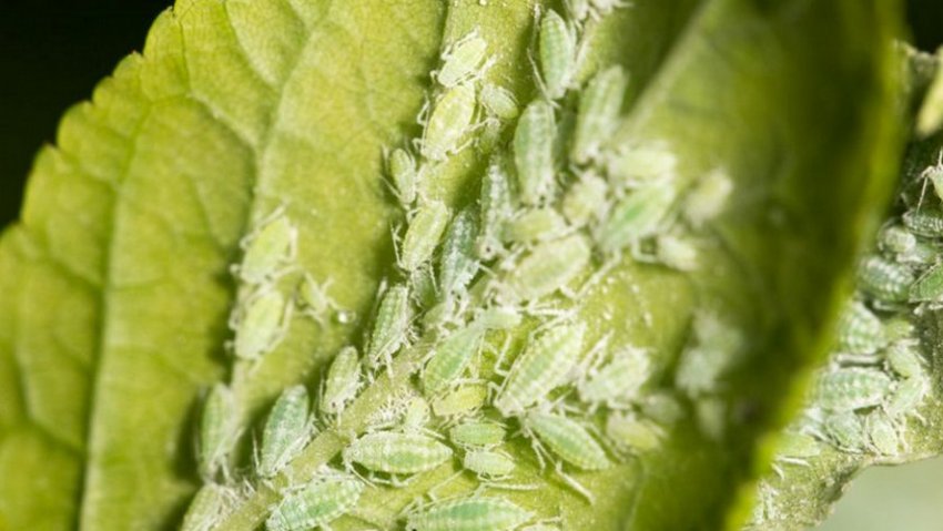 Тля на гортензии Тля на гортензии