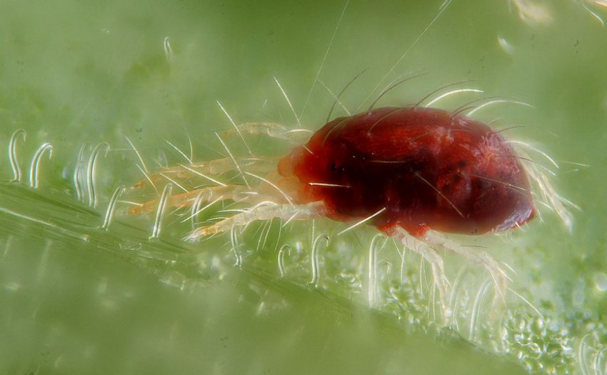 Паутинный клещ Паутинный клещ