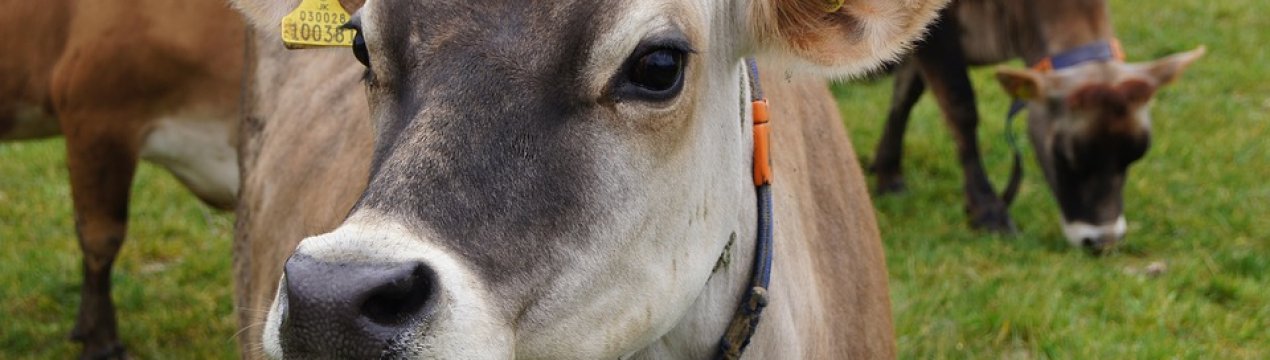 У Саратівській області зростає виробництво молока