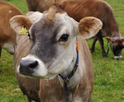 У Саратівській області зростає виробництво молока