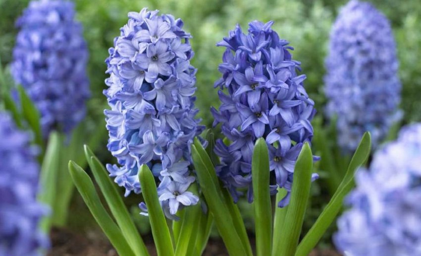 Гіацинт Литвинова