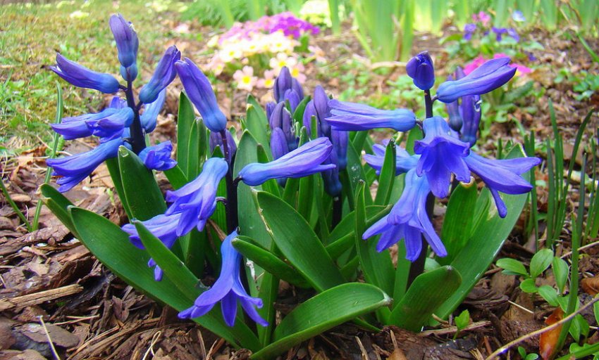 Закаспійський гіацинт
