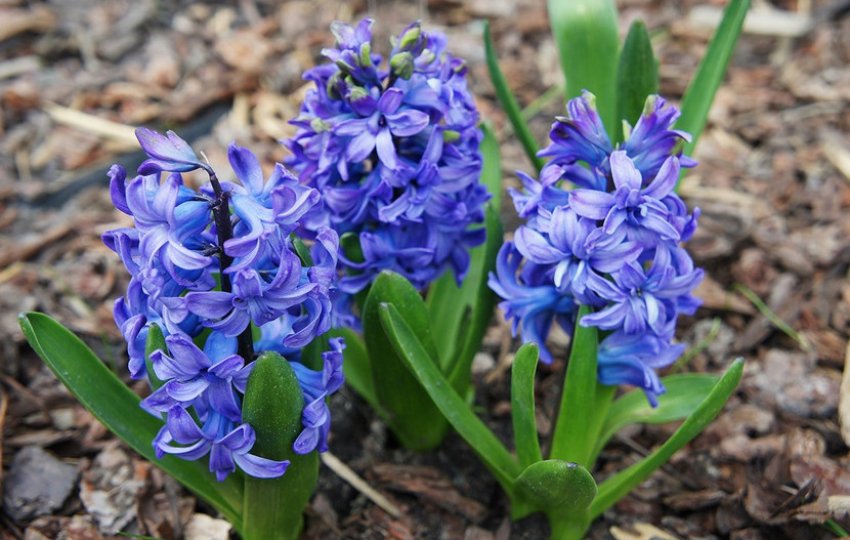 Гіацинт східний