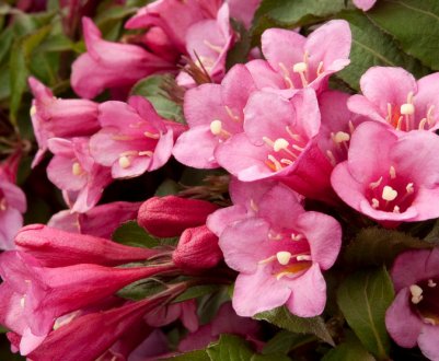 Види та сорти вейгели: опис та застосування в дизайні ландшафту