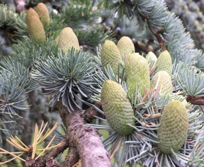 Види кедра атласького, особливості вирощування