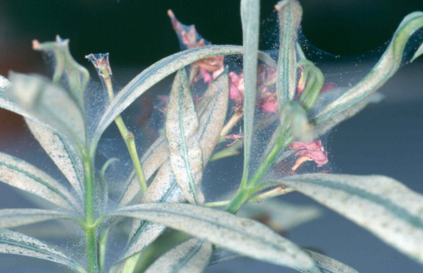 Червоний павутинний кліщ