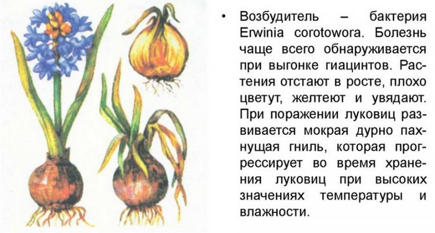 Бактеріальна гниль гіацинтів